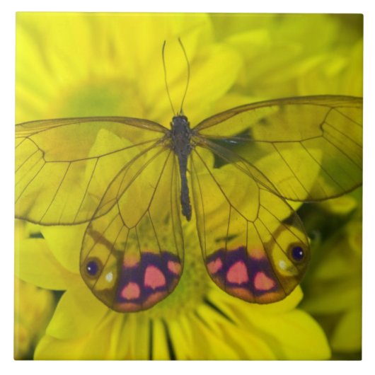 Carreau Papillon sur des fleurs jaunes (Devant)