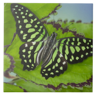 Carreau Papillon sur fond vert