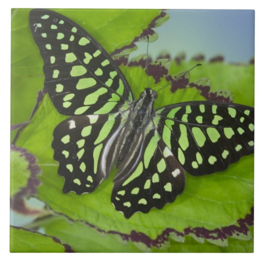 Carreau Papillon sur fond vert (Devant)