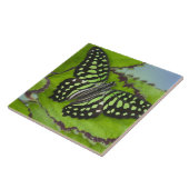Carreau Papillon sur fond vert (Côté)