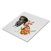 Carreau Papillon sur les fleurs d'algues, sur blanc (Côté)