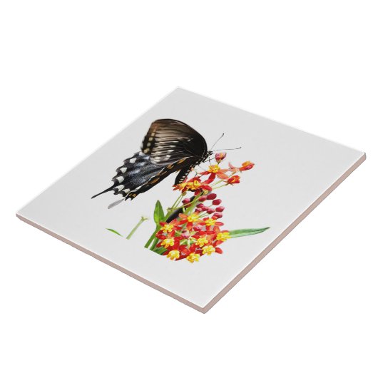 Carreau Papillon sur les fleurs d'algues, sur blanc (Côté)