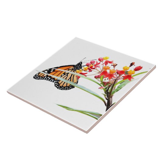 Carreau Papillon sur les fleurs d'algues, sur blanc (Côté)