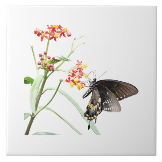Carreau Papillon sur les fleurs d'algues, sur blanc (Devant)