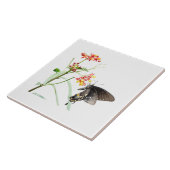 Carreau Papillon sur les fleurs d'algues, sur blanc (Côté)