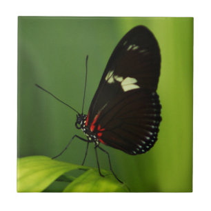 Carreau Papillon sur une feuille verte avec ailes noires e