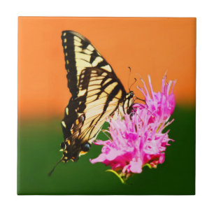 Carreau Papillon swallowtail de l'Est