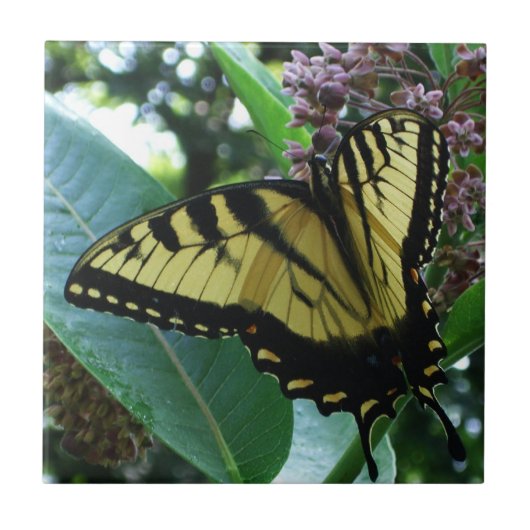 Carreau Papillon Swallowtail I sur Milkweed à Shenandoah (Devant)