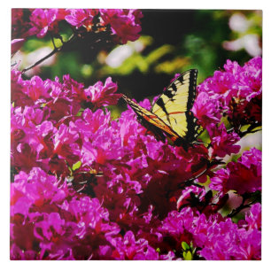 Carreau Papillon swallowtail sur azalée