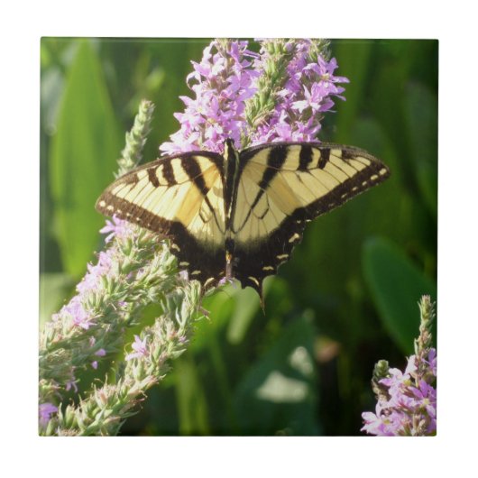 Carreau Papillon Swallowtail sur Fleurs sauvages pourpres (Devant)