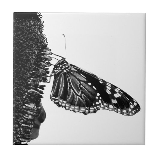 Carreau papillon timide blacq (Devant)