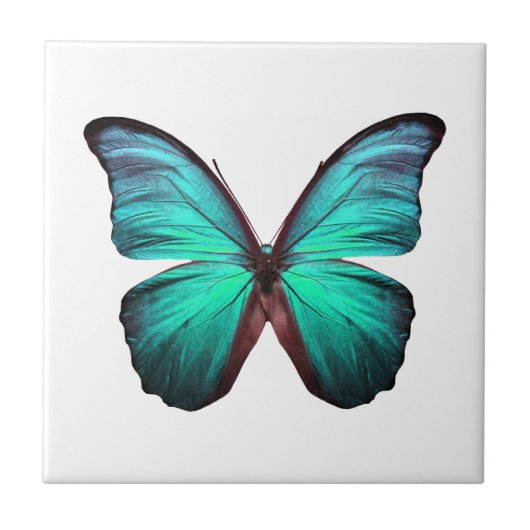 Carreau Papillon Turquoise lumineux (Devant)