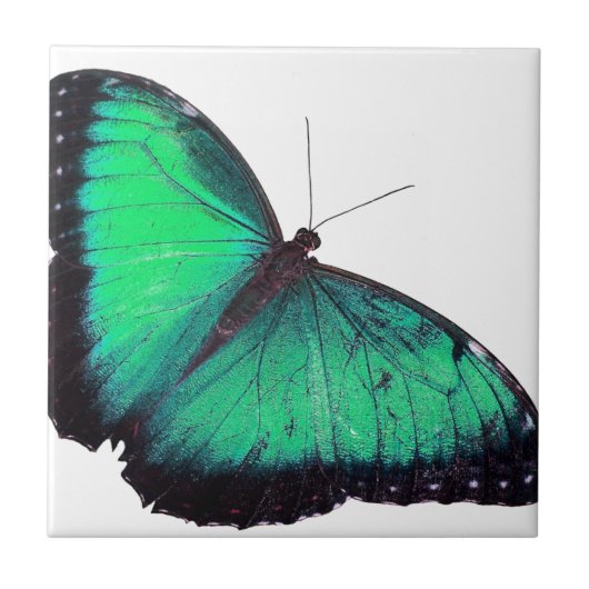 Carreau Papillon vert (Devant)