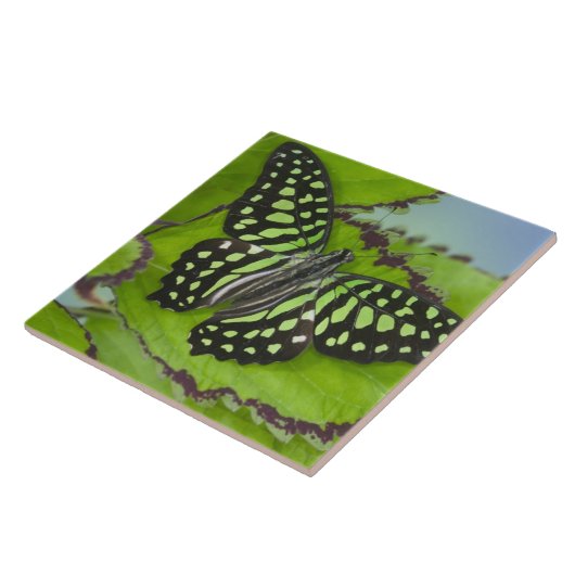 Carreau Papillon vert (Côté)