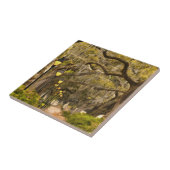 Carreau Parc de Forsyth - photo, la savane, la Géorgie (Côté)