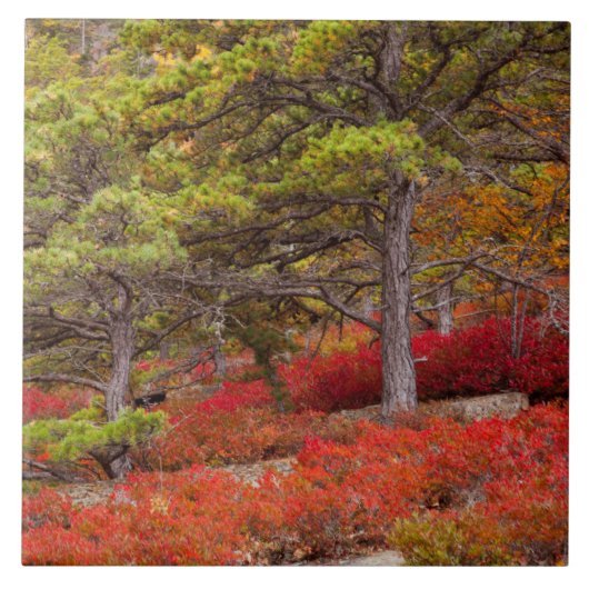 Carreau Parc national d'Acadia, Maine (Devant)