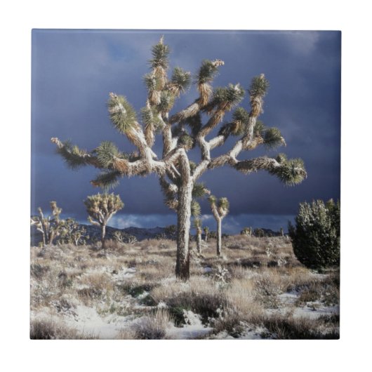 Carreau Parc national de la Californie, Joshua Tree (Devant)