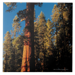 Carreau Parc national de séquoia, la Californie 2