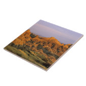 Carreau Parc national des Badlands au Dakota du Sud (Côté)