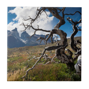 Carreau Parc national Torres del Paine, arbres endommagés