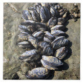 Carreau Parc Rock State de Sisters (Devant)