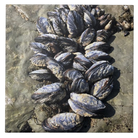 Carreau Parc Rock State de Sisters (Devant)