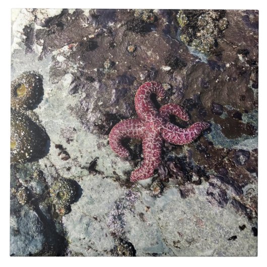 Carreau Parc Rock State de Sisters (Devant)