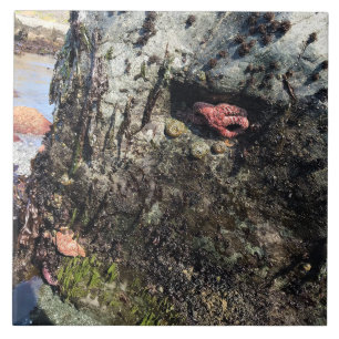 Carreau Parc Rock State de Sisters