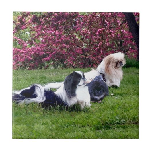 Carreau Parti-color Pekingese Dogs (Devant)