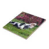 Carreau Parti-color Pekingese Dogs (Côté)