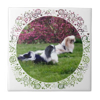 Parti-color Pekingese Dogs