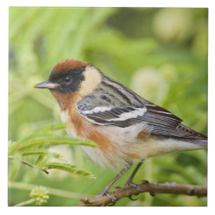 Carreau Paruline à poitrine large (Dendroica castanea) adu