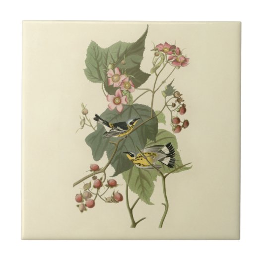 Carreau Paruline d'Audubon (Devant)