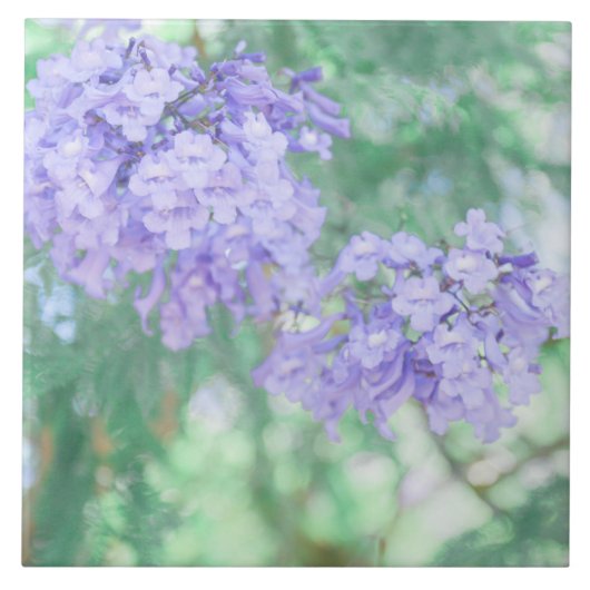 Carreau Pastel Purple Jacaranda Arbre Fleurs (Devant)
