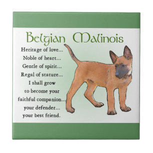 Carreau Patrimoine Malinois belge de l'Amour