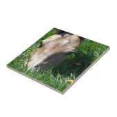 Carreau Pâturage dans l'herbe (Côté)