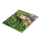 Carreau Pâturage de la tortue de Sulcata, Bouche ouverte, (Côté)