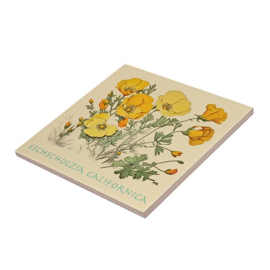 Carreau Pavot de Californie (Côté)