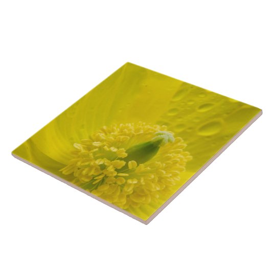 Carreau Pavot jaune oriental (Côté)