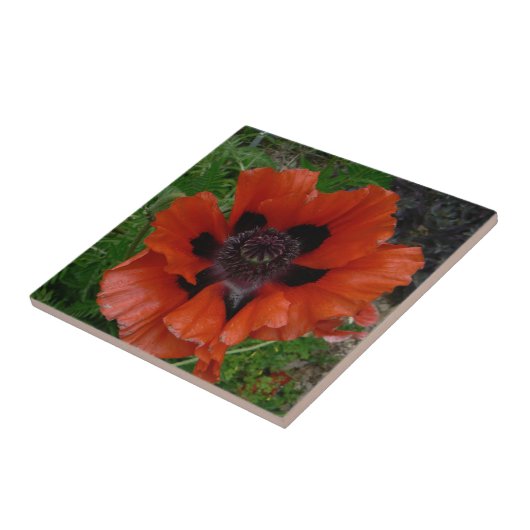 Carreau Pavot oriental (Côté)