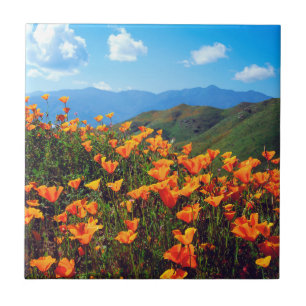 Carreau Pavots de Californie couvrant un flanc de colline