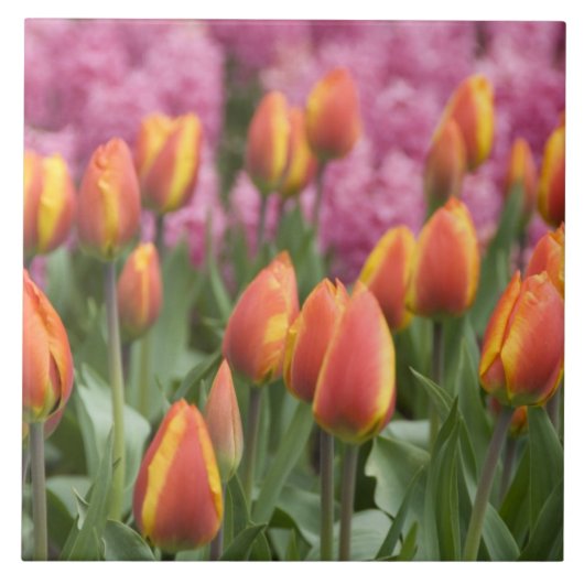 Carreau Pays-Bas (alias Holland), Lisse. Keukenhof (Devant)