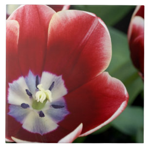 Carreau Pays-Bas (alias Holland), Lisse. Keukenhof 3