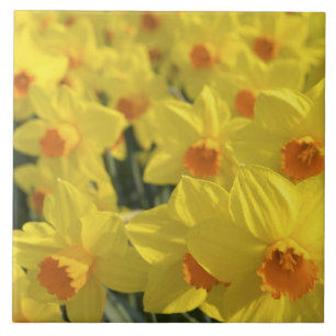 Carreau Pays-Bas, Hollande, Lisse, Jardins de Keukenhof,