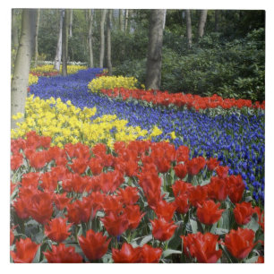 Carreau Pays-Bas, Hollande, Lisse, Jardins de Keukenhof