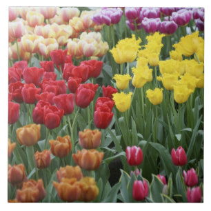 Carreau Pays-Bas, Jardins de Keukenhoff, tulipes.