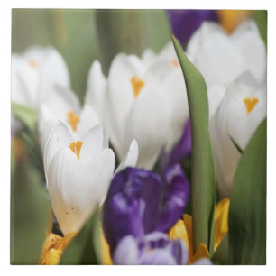 Carreau Pays-Bas, Jardins de Keukenhoff, Tulipes.