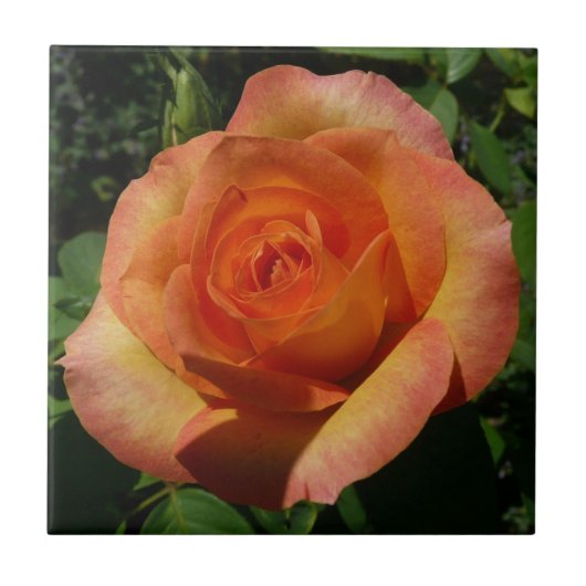 Carreau Peach Rose Orange Floral Photographie (Devant)