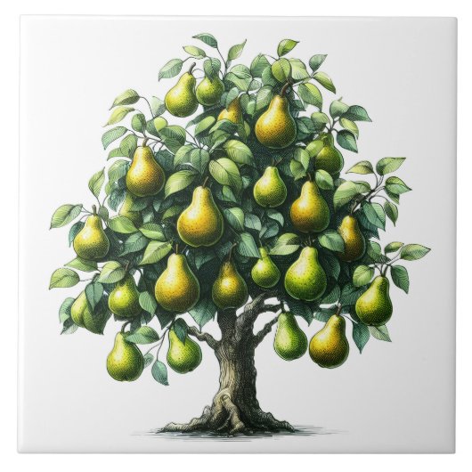 Carreau Pear tree (Devant)