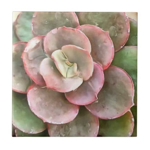 Carreau Peinture acrylique Succulente Echeveria Cactus